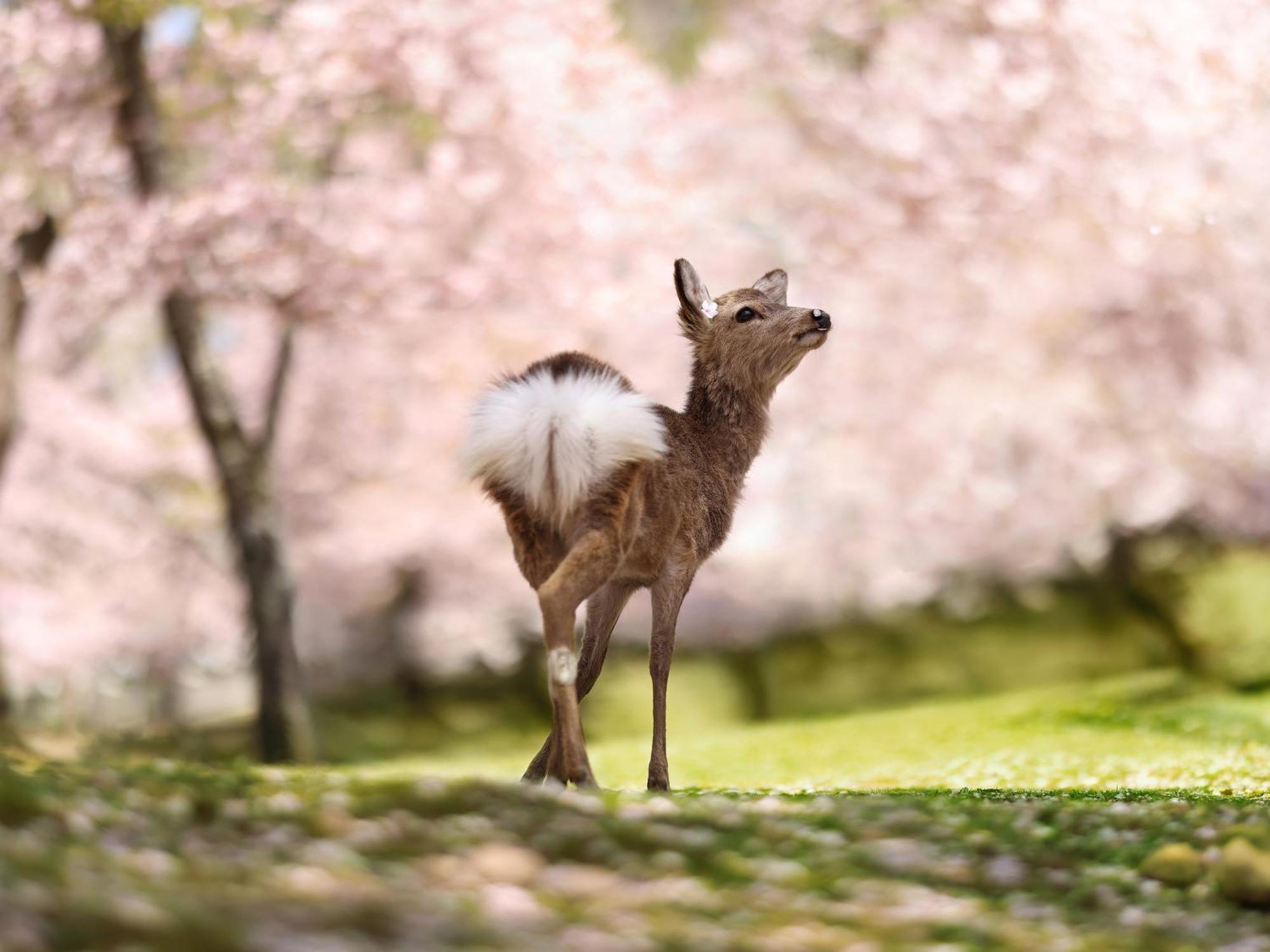 Grand Mercure Nara Kashihara ホテル 橿原市
